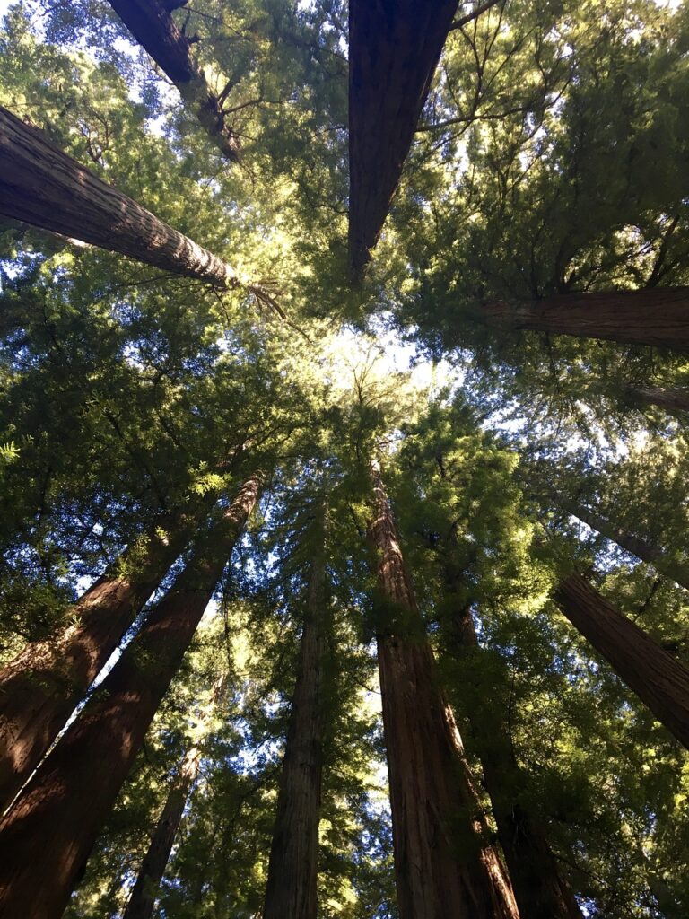 redwood trees, canopy, tree