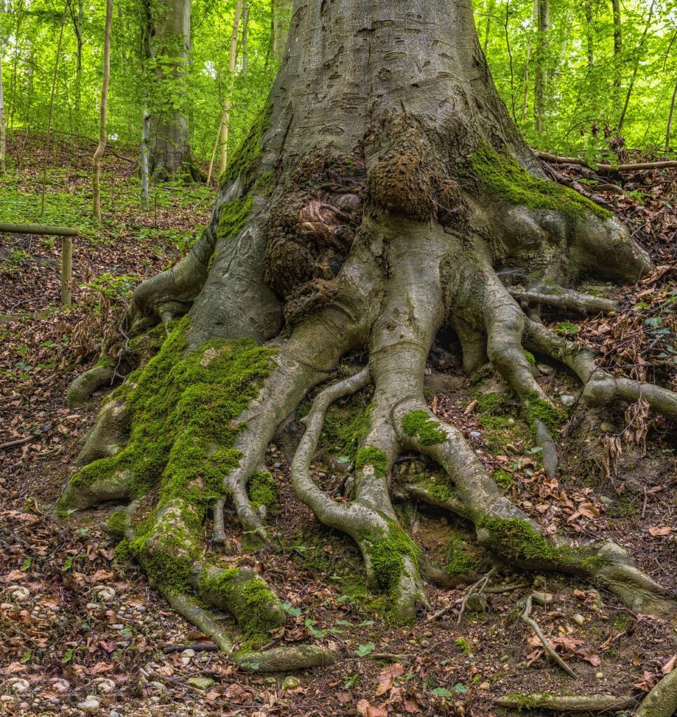 root, tree, forest